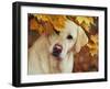 Yellow Labrador Retriever and Maple Leaves, Portrait-Lynn M^ Stone-Framed Photographic Print