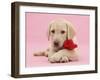 Yellow Labrador Retriever bitch pup, with a red rose-Mark Taylor-Framed Photographic Print