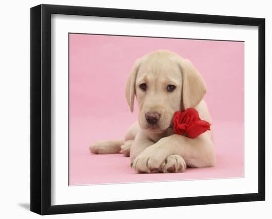 Yellow Labrador Retriever bitch pup, with a red rose-Mark Taylor-Framed Photographic Print