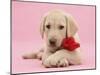 Yellow Labrador Retriever bitch pup, with a red rose-Mark Taylor-Mounted Photographic Print