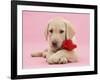 Yellow Labrador Retriever bitch pup, with a red rose-Mark Taylor-Framed Photographic Print