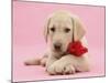 Yellow Labrador Retriever bitch pup, with a red rose-Mark Taylor-Mounted Photographic Print