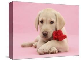 Yellow Labrador Retriever bitch pup, with a red rose-Mark Taylor-Stretched Canvas