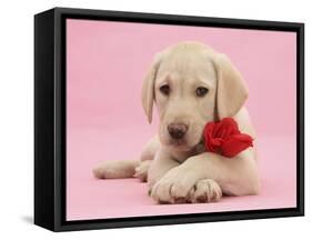 Yellow Labrador Retriever bitch pup, with a red rose-Mark Taylor-Framed Stretched Canvas