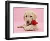 Yellow Labrador Retriever bitch pup, with a red rose-Mark Taylor-Framed Photographic Print