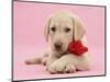 Yellow Labrador Retriever bitch pup, with a red rose-Mark Taylor-Mounted Photographic Print