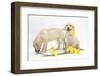 Yellow Labrador Retriever Bitch Puppies, 10 Weeks, Lying with Yellow Daffodils-Mark Taylor-Framed Photographic Print