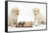Yellow Labrador Retriever Bitch Puppies, 10 Weeks, Playing Chess-Mark Taylor-Framed Stretched Canvas