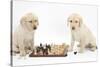 Yellow Labrador Retriever Bitch Puppies, 10 Weeks, Playing Chess-Mark Taylor-Stretched Canvas