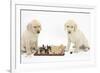 Yellow Labrador Retriever Bitch Puppies, 10 Weeks, Playing Chess-Mark Taylor-Framed Photographic Print