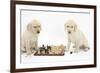 Yellow Labrador Retriever Bitch Puppies, 10 Weeks, Playing Chess-Mark Taylor-Framed Photographic Print