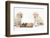 Yellow Labrador Retriever Bitch Puppies, 10 Weeks, Playing Chess-Mark Taylor-Framed Photographic Print