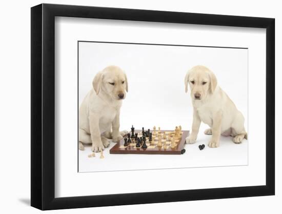 Yellow Labrador Retriever Bitch Puppies, 10 Weeks, Playing Chess-Mark Taylor-Framed Photographic Print