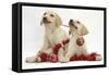 Yellow Labrador Retriever Bitch Puppies, 10 Weeks, Playing with Christmas Decorations-Mark Taylor-Framed Stretched Canvas