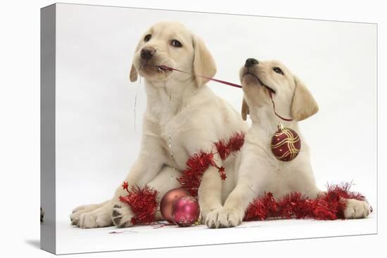 Yellow Labrador Retriever Bitch Puppies, 10 Weeks, Playing with Christmas Decorations-Mark Taylor-Stretched Canvas