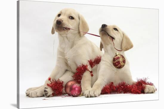 Yellow Labrador Retriever Bitch Puppies, 10 Weeks, Playing with Christmas Decorations-Mark Taylor-Stretched Canvas