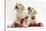 Yellow Labrador Retriever Bitch Puppies, 10 Weeks, Playing with Christmas Decorations-Mark Taylor-Stretched Canvas