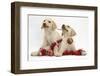 Yellow Labrador Retriever Bitch Puppies, 10 Weeks, Playing with Christmas Decorations-Mark Taylor-Framed Photographic Print