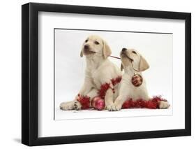 Yellow Labrador Retriever Bitch Puppies, 10 Weeks, Playing with Christmas Decorations-Mark Taylor-Framed Photographic Print