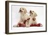 Yellow Labrador Retriever Bitch Puppies, 10 Weeks, Playing with Christmas Decorations-Mark Taylor-Framed Photographic Print