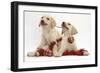 Yellow Labrador Retriever Bitch Puppies, 10 Weeks, Playing with Christmas Decorations-Mark Taylor-Framed Photographic Print