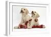 Yellow Labrador Retriever Bitch Puppies, 10 Weeks, Playing with Christmas Decorations-Mark Taylor-Framed Photographic Print