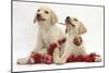 Yellow Labrador Retriever Bitch Puppies, 10 Weeks, Playing with Christmas Decorations-Mark Taylor-Mounted Photographic Print