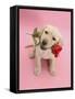 Yellow Labrador Retriever Bitch Puppy, 10 Weeks, Holding a Red Rose and Looking Up-Mark Taylor-Framed Stretched Canvas