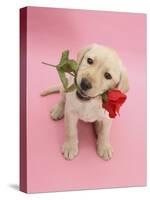 Yellow Labrador Retriever Bitch Puppy, 10 Weeks, Holding a Red Rose and Looking Up-Mark Taylor-Stretched Canvas