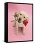 Yellow Labrador Retriever Bitch Puppy, 10 Weeks, Holding a Red Rose and Looking Up-Mark Taylor-Framed Stretched Canvas