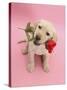 Yellow Labrador Retriever Bitch Puppy, 10 Weeks, Holding a Red Rose and Looking Up-Mark Taylor-Stretched Canvas