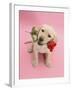 Yellow Labrador Retriever Bitch Puppy, 10 Weeks, Holding a Red Rose and Looking Up-Mark Taylor-Framed Photographic Print