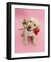 Yellow Labrador Retriever Bitch Puppy, 10 Weeks, Holding a Red Rose and Looking Up-Mark Taylor-Framed Photographic Print