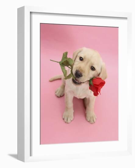 Yellow Labrador Retriever Bitch Puppy, 10 Weeks, Holding a Red Rose and Looking Up-Mark Taylor-Framed Photographic Print