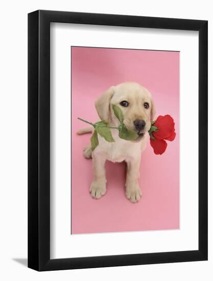 Yellow Labrador Retriever Bitch Puppy, 10 Weeks, Holding a Red Rose and Looking Up-Mark Taylor-Framed Photographic Print