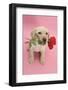 Yellow Labrador Retriever Bitch Puppy, 10 Weeks, Holding a Red Rose and Looking Up-Mark Taylor-Framed Photographic Print