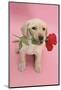 Yellow Labrador Retriever Bitch Puppy, 10 Weeks, Holding a Red Rose and Looking Up-Mark Taylor-Mounted Photographic Print