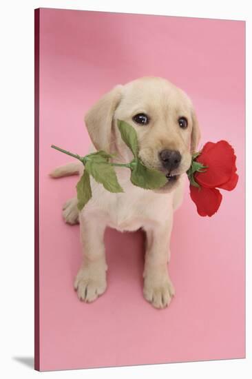 Yellow Labrador Retriever Bitch Puppy, 10 Weeks, Holding a Red Rose and Looking Up-Mark Taylor-Stretched Canvas