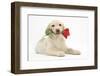 Yellow Labrador Retriever Bitch Puppy, 10 Weeks, Holding a Red Rose-Mark Taylor-Framed Photographic Print