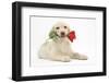 Yellow Labrador Retriever Bitch Puppy, 10 Weeks, Holding a Red Rose-Mark Taylor-Framed Photographic Print