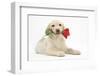 Yellow Labrador Retriever Bitch Puppy, 10 Weeks, Holding a Red Rose-Mark Taylor-Framed Photographic Print