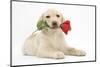 Yellow Labrador Retriever Bitch Puppy, 10 Weeks, Holding a Red Rose-Mark Taylor-Mounted Photographic Print