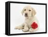 Yellow Labrador Retriever Bitch Puppy, 10 Weeks, Lying with a Red Rose-Mark Taylor-Framed Stretched Canvas