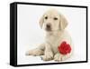 Yellow Labrador Retriever Bitch Puppy, 10 Weeks, Lying with a Red Rose-Mark Taylor-Framed Stretched Canvas