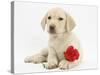 Yellow Labrador Retriever Bitch Puppy, 10 Weeks, Lying with a Red Rose-Mark Taylor-Stretched Canvas