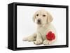 Yellow Labrador Retriever Bitch Puppy, 10 Weeks, Lying with a Red Rose-Mark Taylor-Framed Stretched Canvas