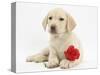 Yellow Labrador Retriever Bitch Puppy, 10 Weeks, Lying with a Red Rose-Mark Taylor-Stretched Canvas