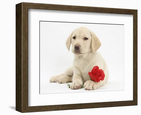 Yellow Labrador Retriever Bitch Puppy, 10 Weeks, Lying with a Red Rose-Mark Taylor-Framed Photographic Print