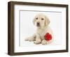 Yellow Labrador Retriever Bitch Puppy, 10 Weeks, Lying with a Red Rose-Mark Taylor-Framed Photographic Print