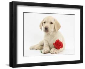 Yellow Labrador Retriever Bitch Puppy, 10 Weeks, Lying with a Red Rose-Mark Taylor-Framed Photographic Print